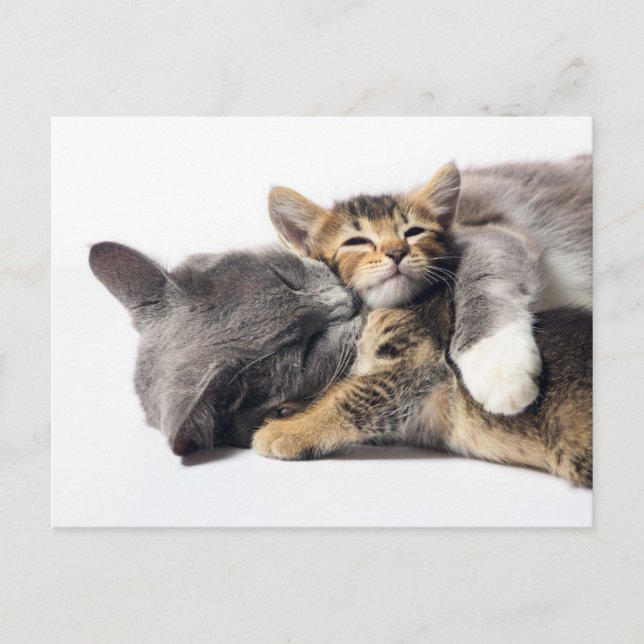 Carte Postale Les bébés animaux les plus mignons | Câlin de chat (Devant)