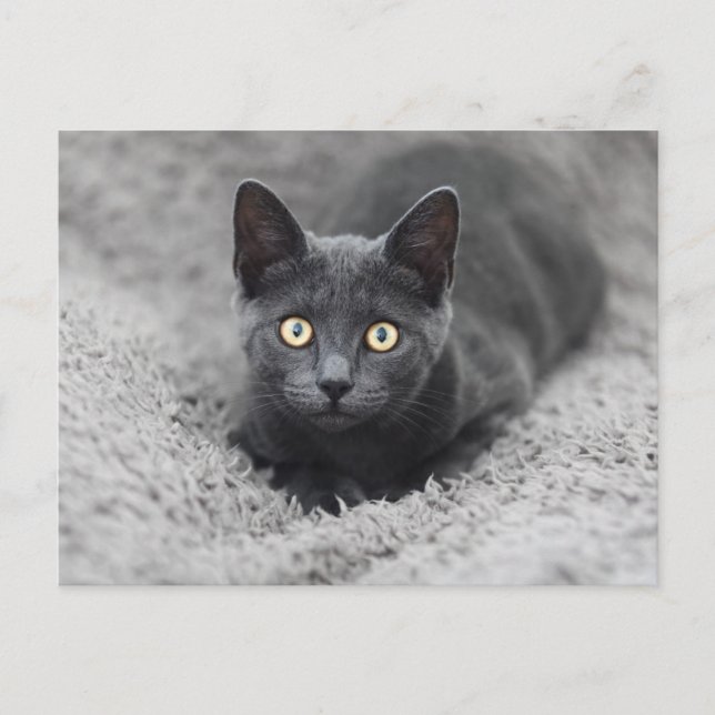 Carte Postale Les bébés animaux les plus mignons | Chat gris (Devant)