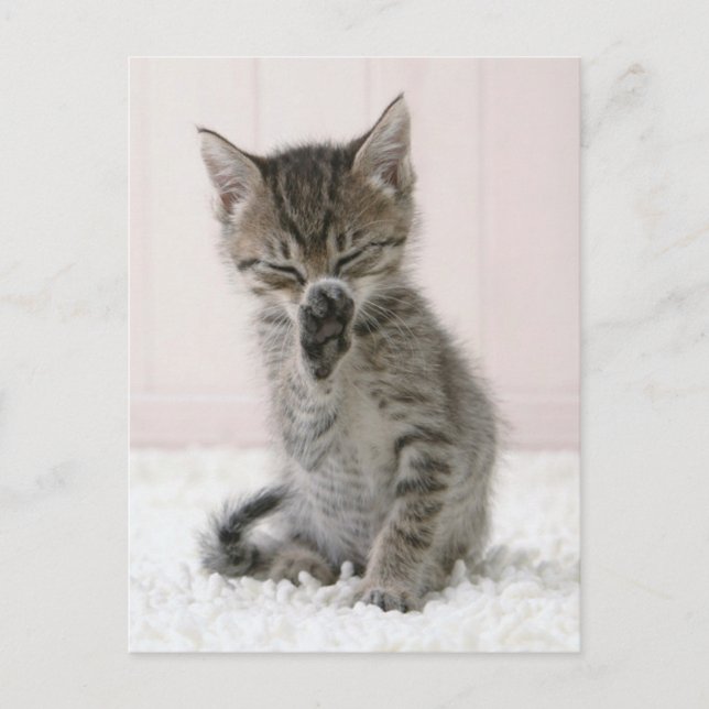 Carte Postale Les bébés animaux les plus mignons | Chat tabby qu (Devant)