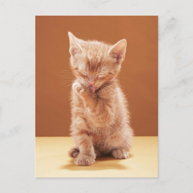 Carte Postale Les bébés animaux les plus mignons | Chaton écaill (Devant)