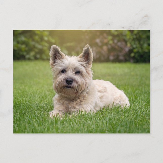 Carte Postale Les bébés animaux les plus mignons | Chien Cairn T (Devant)