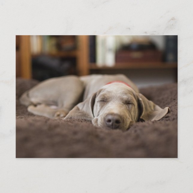 Carte Postale Les bébés animaux les plus mignons | Chien Weimara (Devant)