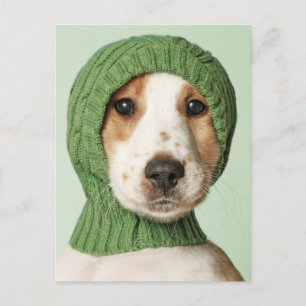 Carte Postale Les bébés animaux les plus mignons   chiot Cocker 