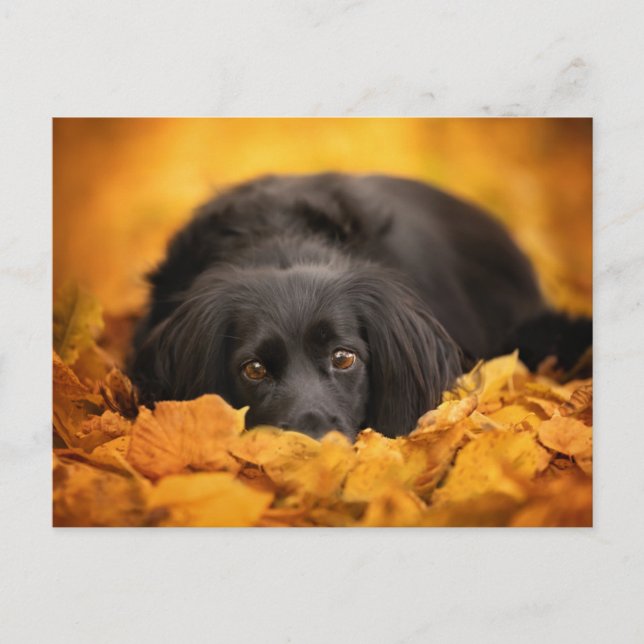 Carte Postale Les bébés animaux les plus mignons | chiot épagneu (Devant)