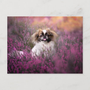 Carte Postale Les bébés animaux les plus mignons   Chiot Pékinoi