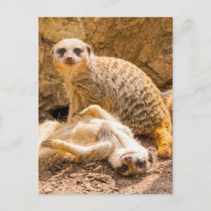 Carte Postale Les bébés animaux les plus mignons   Des suricates