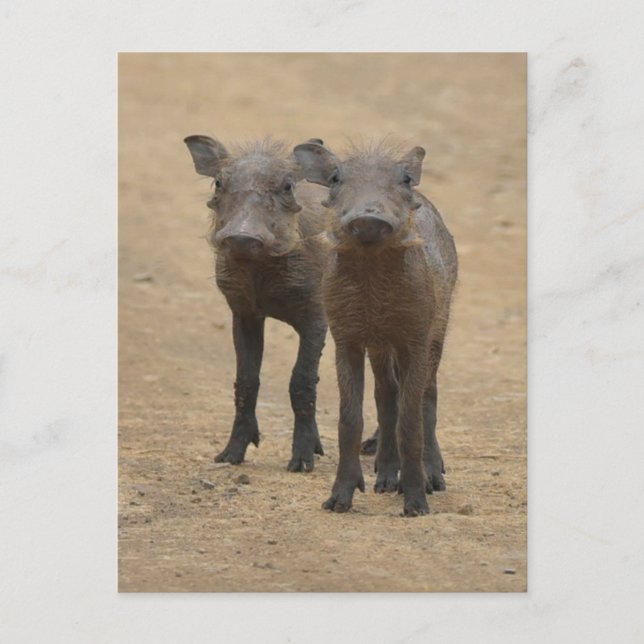 Carte Postale Les bébés animaux les plus mignons | Deux jeunes p (Devant)