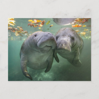 Carte Postale Les bébés animaux les plus mignons | Deux lamantin
