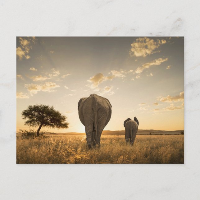 Carte Postale Les bébés animaux les plus mignons | Éléphant bébé (Devant)