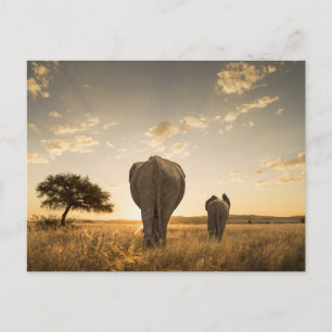 Carte Postale Les bébés animaux les plus mignons   Éléphant bébé