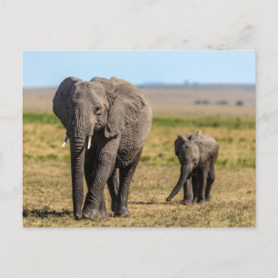 Carte Postale Les bébés animaux les plus mignons Éléphant mère
