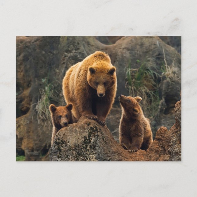 Carte Postale Les bébés animaux les plus mignons | Famille d'our (Devant)