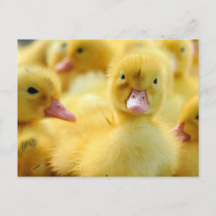 Carte Postale Les bébés animaux les plus mignons   Groupe de can