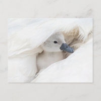 Les bébés animaux les plus mignons | Jeune cygne t