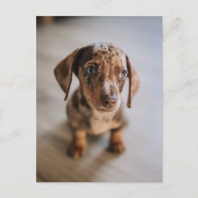 Carte Postale Les bébés animaux les plus mignons | Jeune dachshu (Devant)