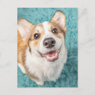 Carte Postale Les bébés animaux les plus mignons Le sourire mi