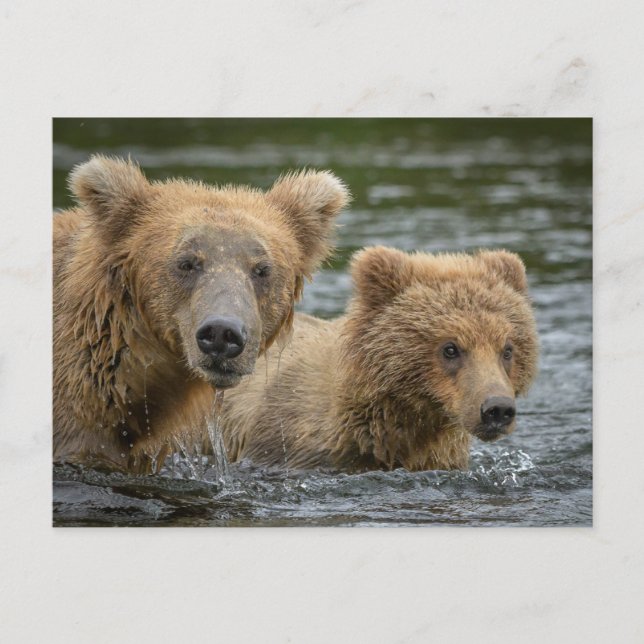 Carte Postale Les bébés animaux les plus mignons | Maman ours et (Devant)