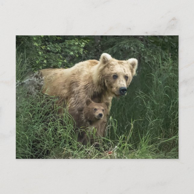 Carte Postale Les bébés animaux les plus mignons | Maman ourse e (Devant)