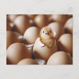 Carte Postale Les bébés animaux les plus mignons   Nouveau pouss