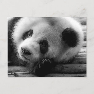 Carte Postale Les bébés animaux les plus mignons   Ourson géant 