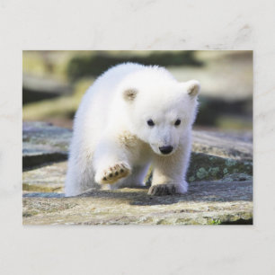 Carte Postale Les bébés animaux les plus mignons   Ourson polair
