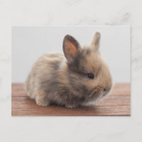 Les bébés animaux les plus mignons | Petit bébé la