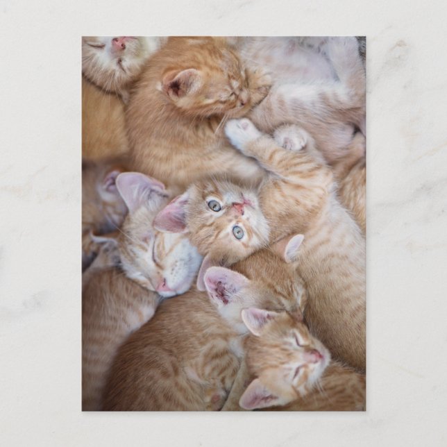 Carte Postale Les bébés animaux les plus mignons | Tas de chaton (Devant)