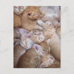 Carte Postale Les bébés animaux les plus mignons Tas de chaton