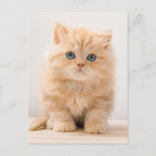 Carte Postale Les bébés animaux les plus mignons   Un chaton Bri