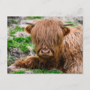 Carte Postale Les bébés animaux les plus mignons   Veau de vache