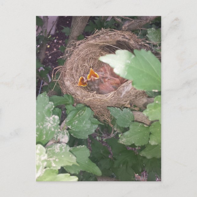 Carte Postale Les bébés oiseaux chantent le chant du printemps.. (Devant)