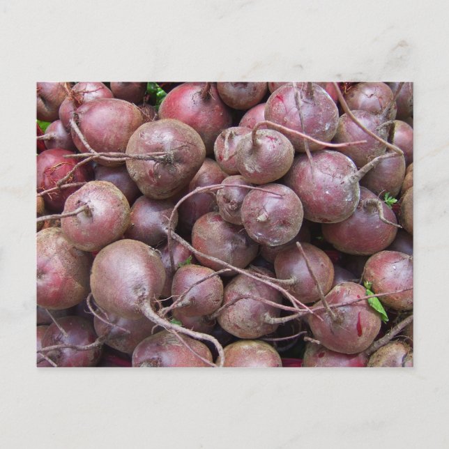 Carte Postale Les betteraves (Devant)