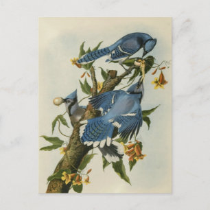 Carte Postale Les Blue Jays d'Audubon