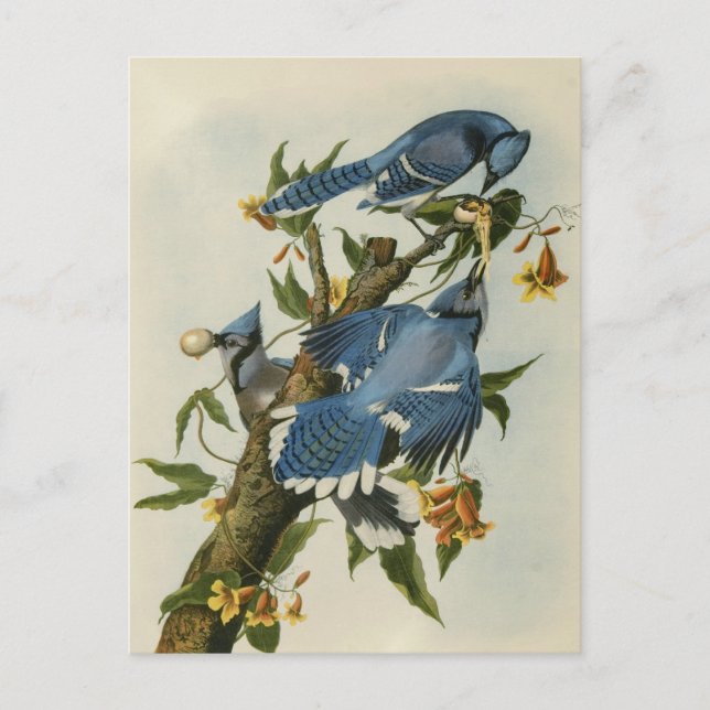 Carte Postale Les Blue Jays d'Audubon (Devant)