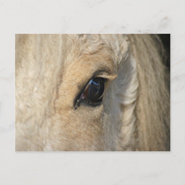 Carte Postale Les boucles le ont Américain cheval bouc (Devant)
