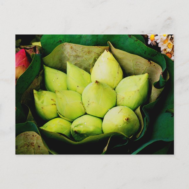 Carte Postale Les bourgeons lotus (Devant)