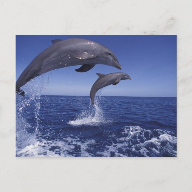 Carte Postale Les Caraïbe, Tursiops 12 de dauphins de Bottlenose (Devant)