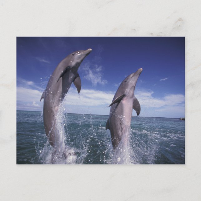 Carte Postale Les Caraïbe, Tursiops de dauphins de Bottlenose (Devant)