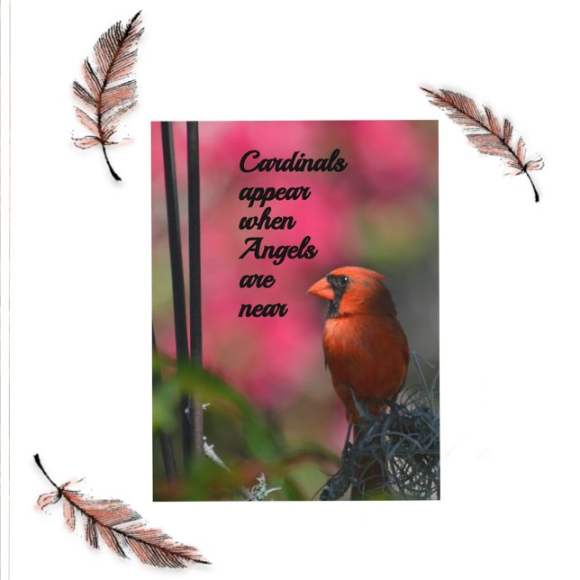 Carte Postale Les cardinaux apparaissent quand les anges sont pr (Créateur téléchargé)