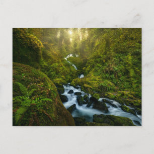 Carte Postale Les cascades   Parc National Olympique, Washington