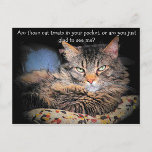 Carte Postale Les cats ? or...