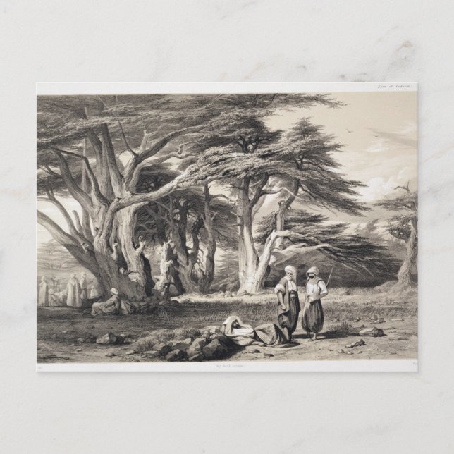 Carte Postale Les Cèdres du Liban, gravés par Freeman (sépia (Devant)