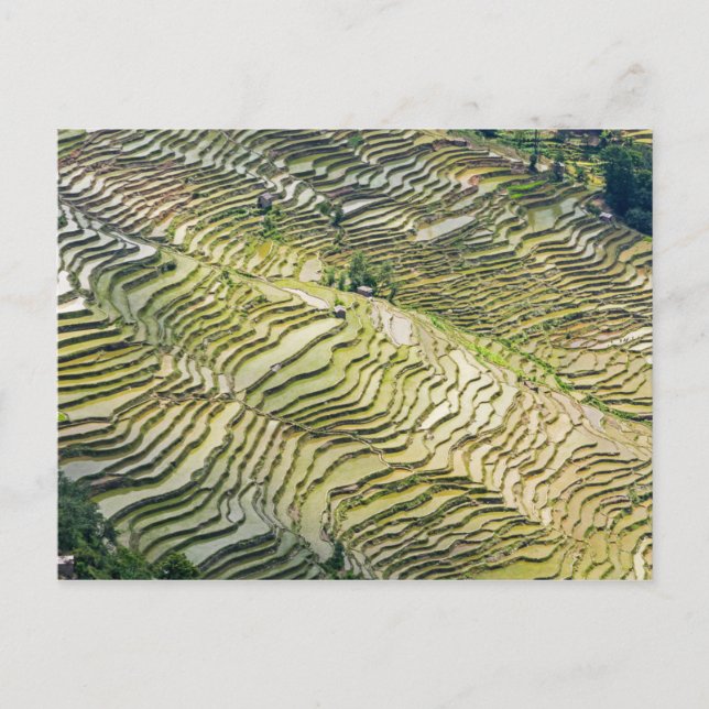 Carte Postale Les célèbres terrasses de riz yuanyang - Yunnan, C (Devant)