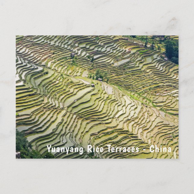 Carte Postale Les célèbres terrasses de riz yuanyang - Yunnan, C (Devant)
