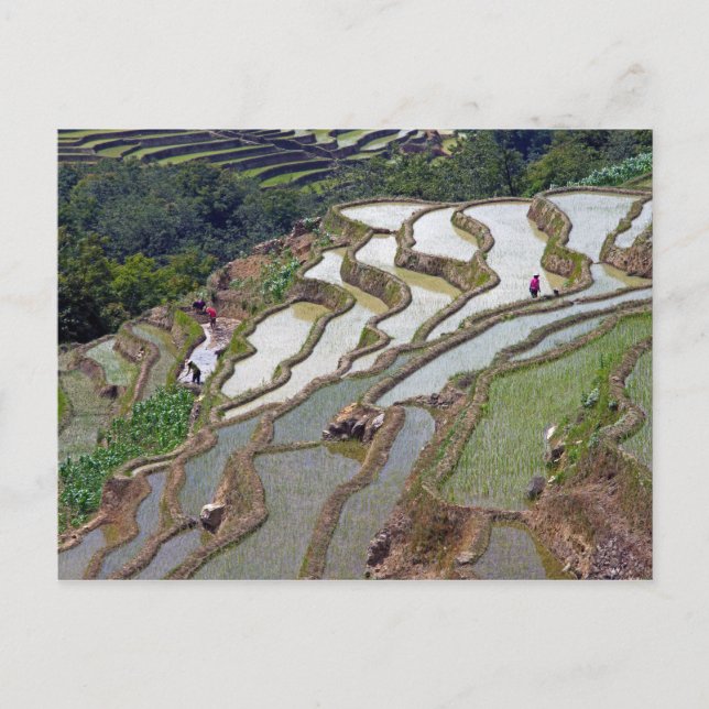 Carte Postale Les célèbres terrasses de riz yuanyang - Yunnan, C (Devant)