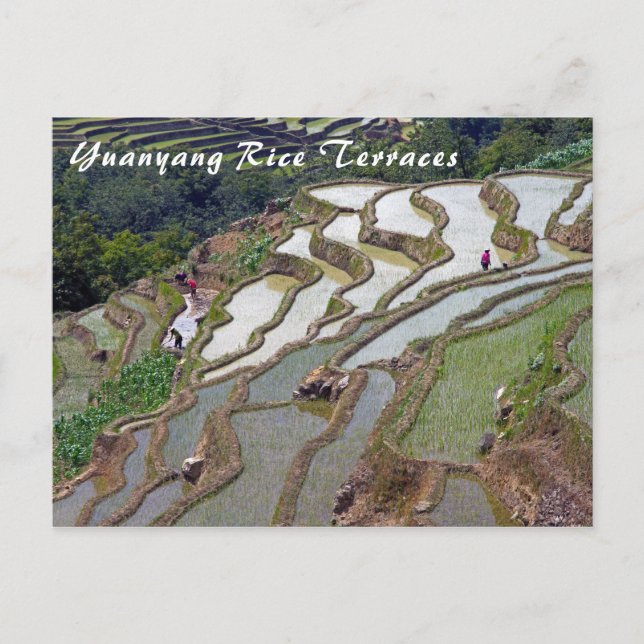 Carte Postale Les célèbres terrasses de riz yuanyang - Yunnan, C (Devant)