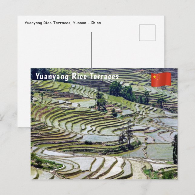 Carte Postale Les célèbres terrasses de riz yuanyang - Yunnan, C (Devant / Derrière)