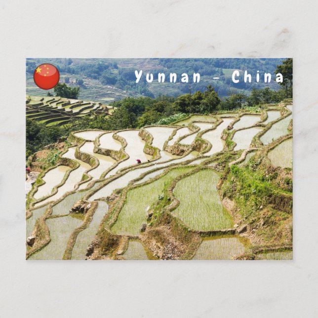 Carte Postale Les célèbres terrasses de riz yuanyang - Yunnan, C (Devant)