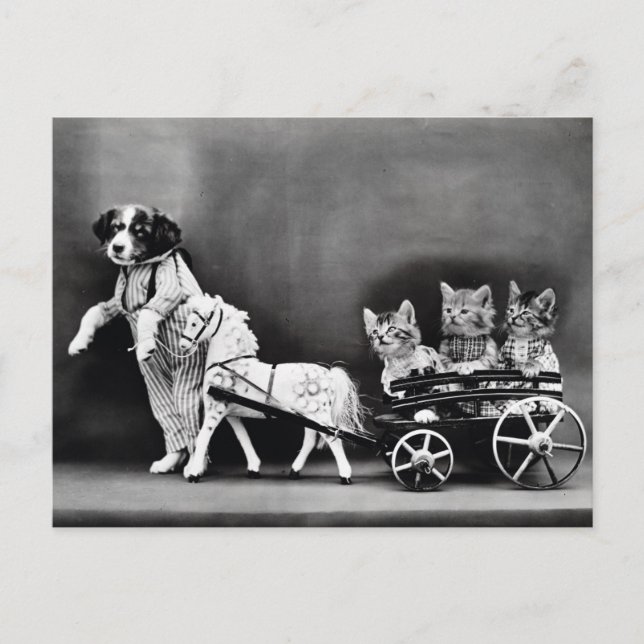 Carte Postale Les chatons dans un chariot (Devant)