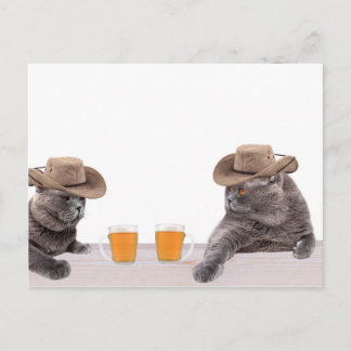 Carte Postale Les chats cowboy amusants boivent de la bière